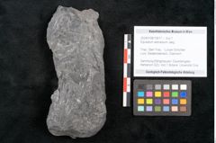 Foto (Objekt + Etikett) von Equisetum arenaceum Jaeg. (NHMW-GEO-2024-0188-10617)